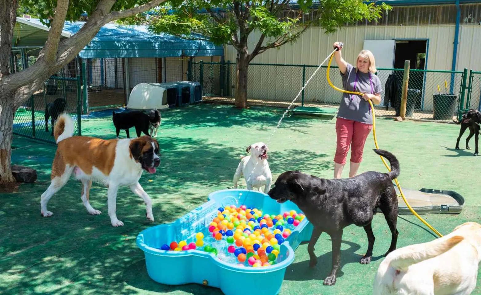 Bowhaus Colorado dog daycare staff playing with dogs in pool.